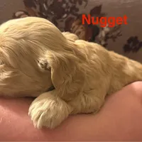 AKC COCKER SPANIEL NUGGET, a male Cocker Spaniel for sale in Egnar, CO – Photo 3 of 3