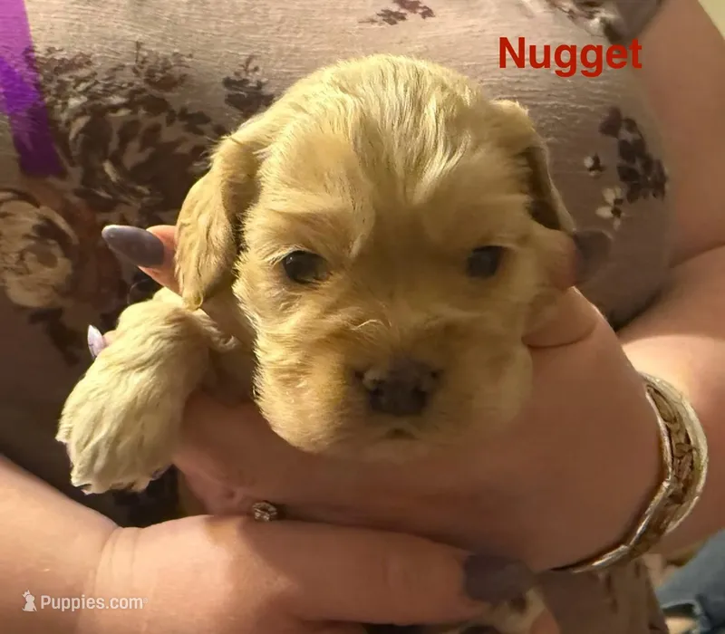 AKC COCKER SPANIEL NUGGET
