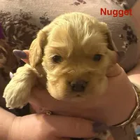 AKC COCKER SPANIEL NUGGET, a male Cocker Spaniel for sale in Egnar, CO – Photo 1 of 3