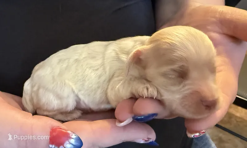 AKC COCKER SPANIEL HANK – Cocker Spaniel puppy for sale in Egnar, CO