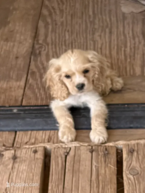 AKC COCKER SPANIEL JACKSON – Cocker Spaniel puppy for sale in Egnar, CO