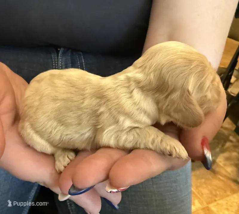 AKC COCKER SPANIEL JACKSON – Cocker Spaniel puppy for sale in Egnar, CO