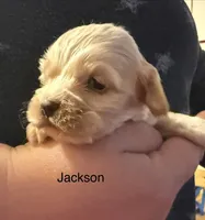 AKC COCKER SPANIEL JACKSON, a male Cocker Spaniel for sale in Egnar, CO – 1 of 6