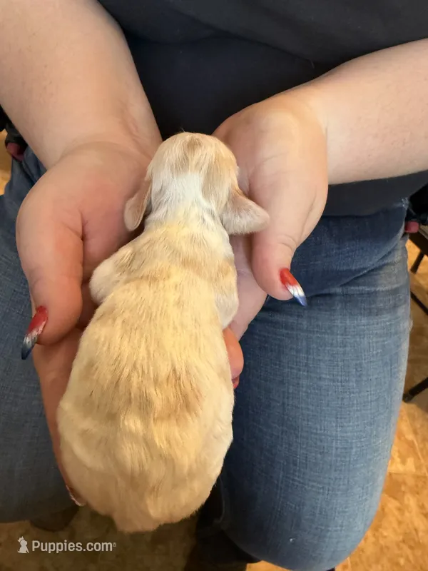 AKC COCKER SPANIEL JONSIE – Cocker Spaniel puppy for sale in Egnar, CO