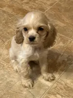 AKC COCKER SPANIEL JACKSON, a male Cocker Spaniel for sale in Egnar, CO – 3 of 4