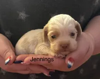 AKC COCKER SPANIEL JENNINGS, a male Cocker Spaniel for sale in Egnar, CO – 3 of 5