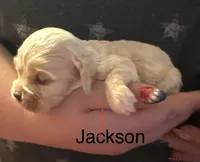 AKC COCKER SPANIEL JACKSON, a male Cocker Spaniel for sale in Egnar, CO – 4 of 6