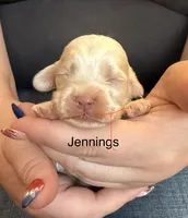 AKC COCKER SPANIEL JENNINGS, a male Cocker Spaniel for sale in Egnar, CO – 2 of 2