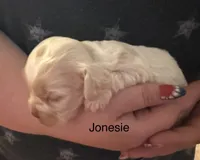 AKC COCKER SPANIEL JONSIE, a male Cocker Spaniel for sale in Egnar, CO – 3 of 4