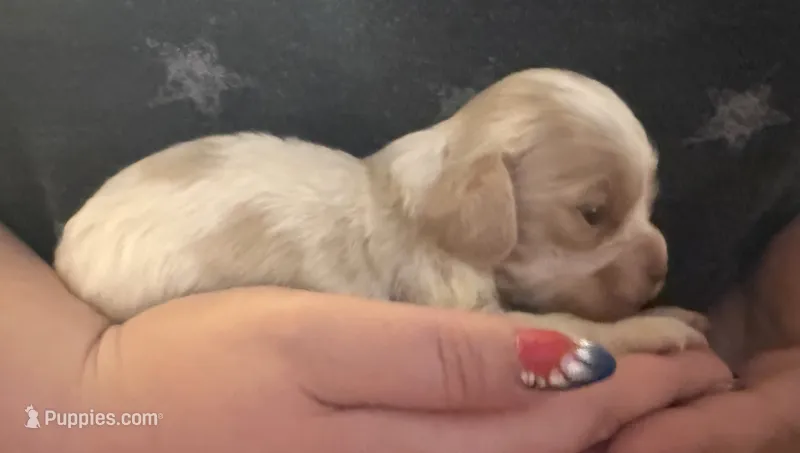 AKC COCKER SPANIEL JENNINGS – Cocker Spaniel puppy for sale in Egnar, CO