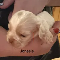 AKC COCKER SPANIEL JONSIE, a male Cocker Spaniel for sale in Egnar, CO – 2 of 4