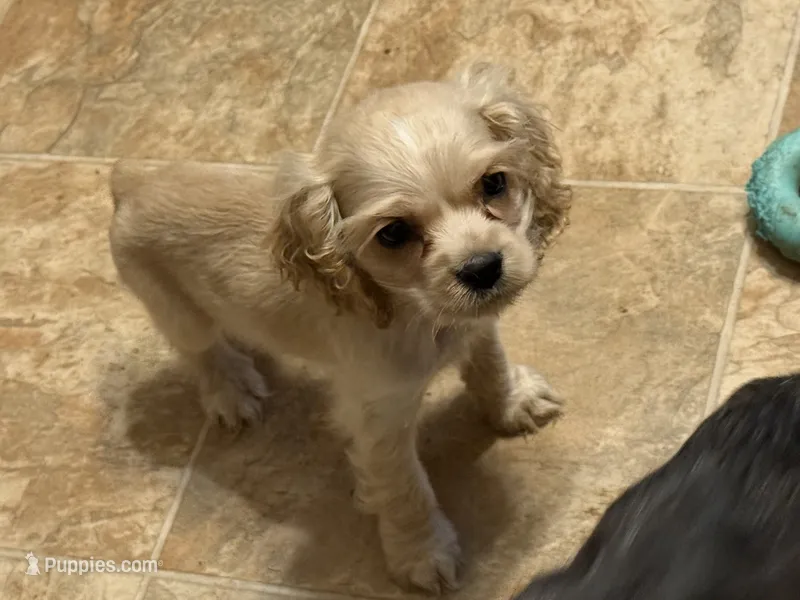 AKC COCKER SPANIEL JACKSON – Cocker Spaniel puppy for sale in Egnar, CO
