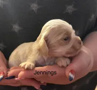 AKC COCKER SPANIEL JENNINGS, a male Cocker Spaniel for sale in Egnar, CO – 2 of 5