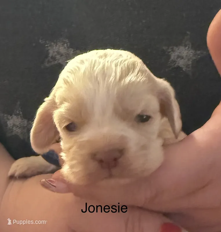 AKC COCKER SPANIEL JONSIE – Cocker Spaniel puppy for sale in Egnar, CO