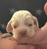 AKC COCKER SPANIEL JONSIE, a male Cocker Spaniel for sale in Egnar, CO – 1 of 4