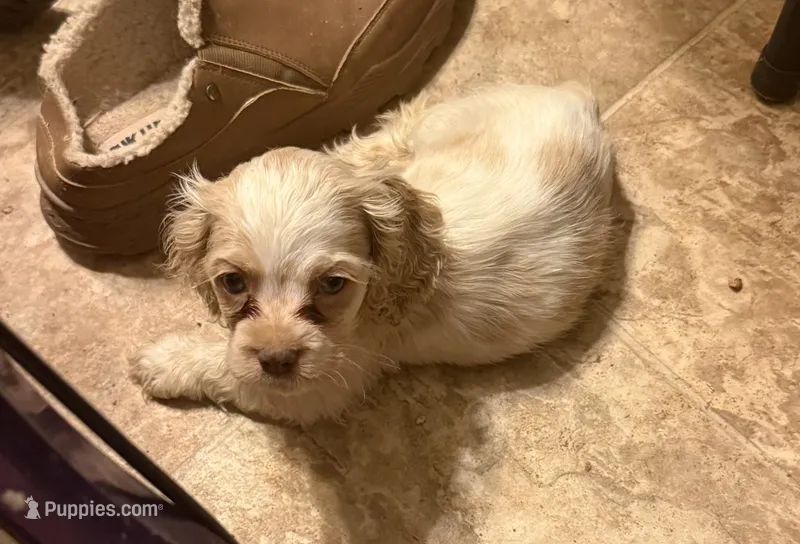 AKC COCKER SPANIEL JENNINGS – Cocker Spaniel puppy for sale in Egnar, CO