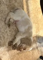 AKC COCKER SPANIEL JENNINGS, a male Cocker Spaniel for sale in Egnar, CO – 5 of 7