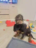 Rocky, a male Rottweiler for sale in Elgin, IL – Photo 3 of 4