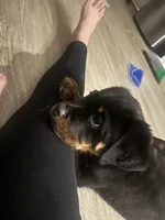 Rocky, a male Rottweiler for sale in Elgin, IL – Photo 2 of 4