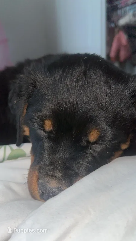 Rocky – Rottweiler puppy for sale in Elgin, IL