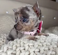 Sprinkle , a female Chihuahua for sale in Matthews, NC – 9 of 9