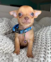 Red, a male Chihuahua for sale in Matthews, NC – 10 of 10