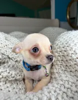 Cashew, a male Chihuahua for sale in Matthews, NC – 7 of 10
