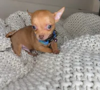 Red, a male Chihuahua for sale in Matthews, NC – 5 of 10