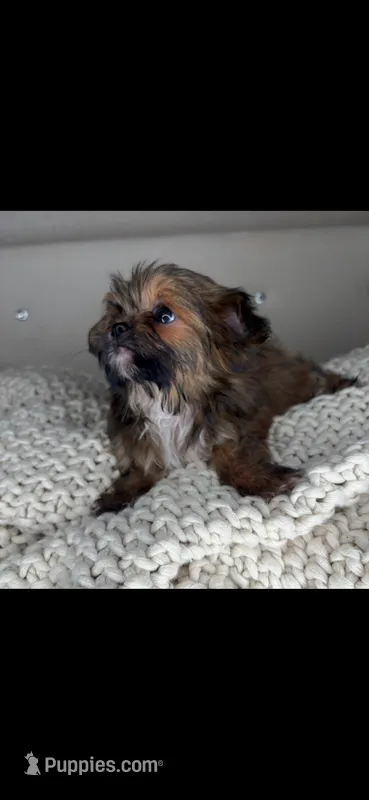Teddy, a male Chihuahua and Shih Tzu for sale in Matthews, NC – 1 of 8