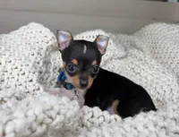 Chico, a male Chihuahua for sale in Matthews, NC – 6 of 10