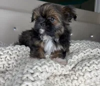 Princess , a female Chihuahua and Shih Tzu for sale in Matthews, NC – 9 of 10