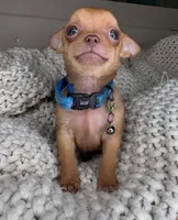 Red, a male Chihuahua for sale in Matthews, NC – 6 of 10