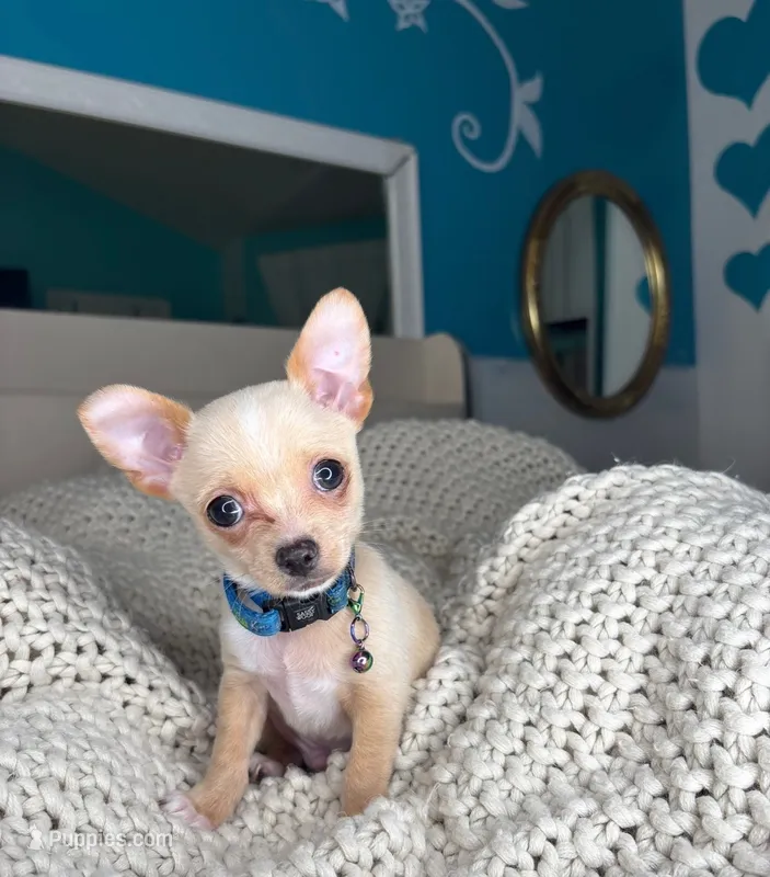 Jack – Chihuahua puppy for sale in Matthews, NC