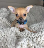 Peanut, a male Chihuahua for sale in Matthews, NC – 5 of 10