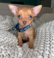 Red, a male Chihuahua for sale in Matthews, NC – 8 of 10