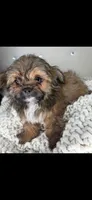 Teddy, a male Chihuahua and Shih Tzu for sale in Matthews, NC – 7 of 8