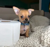 Peanut, a male Chihuahua for sale in Matthews, NC – 10 of 10