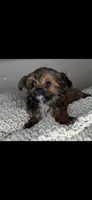Teddy, a male Chihuahua and Shih Tzu for sale in Matthews, NC – 2 of 8