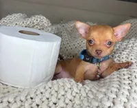 Red, a male Chihuahua for sale in Matthews, NC – 3 of 10