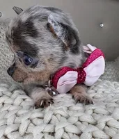 Sprinkle , a female Chihuahua for sale in Matthews, NC – 4 of 9
