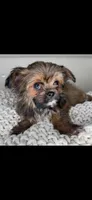 Teddy, a male Chihuahua and Shih Tzu for sale in Matthews, NC – 3 of 8