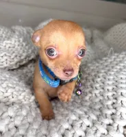 Red, a male Chihuahua for sale in Matthews, NC – 9 of 10