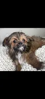 Teddy, a male Chihuahua and Shih Tzu for sale in Matthews, NC – 5 of 8