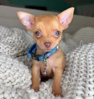 Red, a male Chihuahua for sale in Matthews, NC – 1 of 10