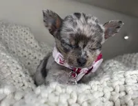 Sprinkle , a female Chihuahua for sale in Matthews, NC – 2 of 9