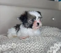 Pinto, a male Chihuahua and Shih Tzu for sale in Matthews, NC – 2 of 10