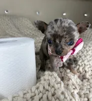 Sprinkle , a female Chihuahua for sale in Matthews, NC – 8 of 9