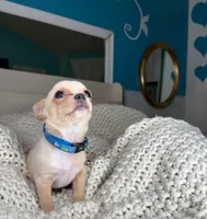 Jack, a male Chihuahua for sale in Matthews, NC – 7 of 9