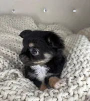 Puff, a male Chihuahua for sale in Matthews, NC – 7 of 7