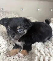 Puff, a male Chihuahua for sale in Matthews, NC – 5 of 7